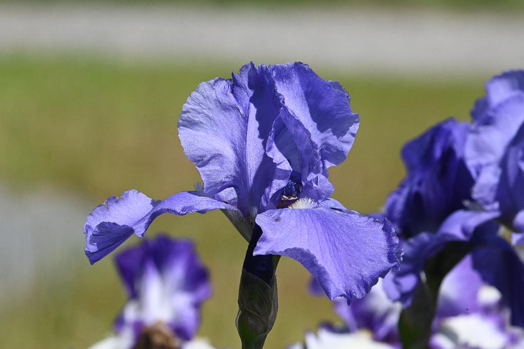 3035-05268645 Tower Hill Botanic Garden, MA.JPG - Iris. New England Botanic Garden at Tower Hill, MA, 5-26-2025